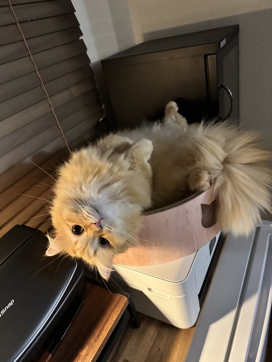 ネコランド (@NEKOLAND13) / Posts / X