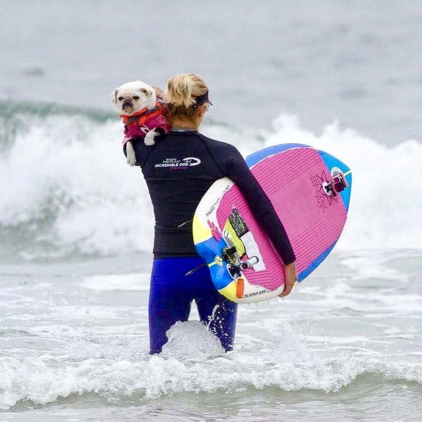 GidgetsFanPage's tweet photo. My Security Blanket โMomโ Always Tackling Big Achievements In My Life. She Always Got Me Through Da Waves! ๐๐๐ค๐ฉต๐
#mom
#pugmom
#purina
#purinaincredibledogchallenge #pug #surfpug #surfgidgetthepug #surfdog #legend https://t.co/KwHTw4WdMB