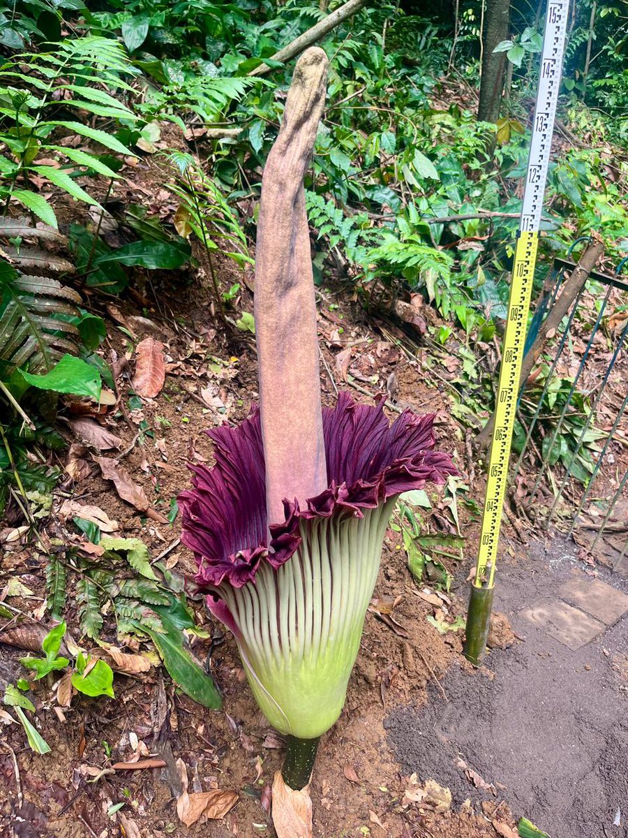 drhaltekehalte's tweet image. Pagi-pagi naik KRL demi bisa melihat Bunga Bangkai Raksasa mekar di Kebun Raya Bogor