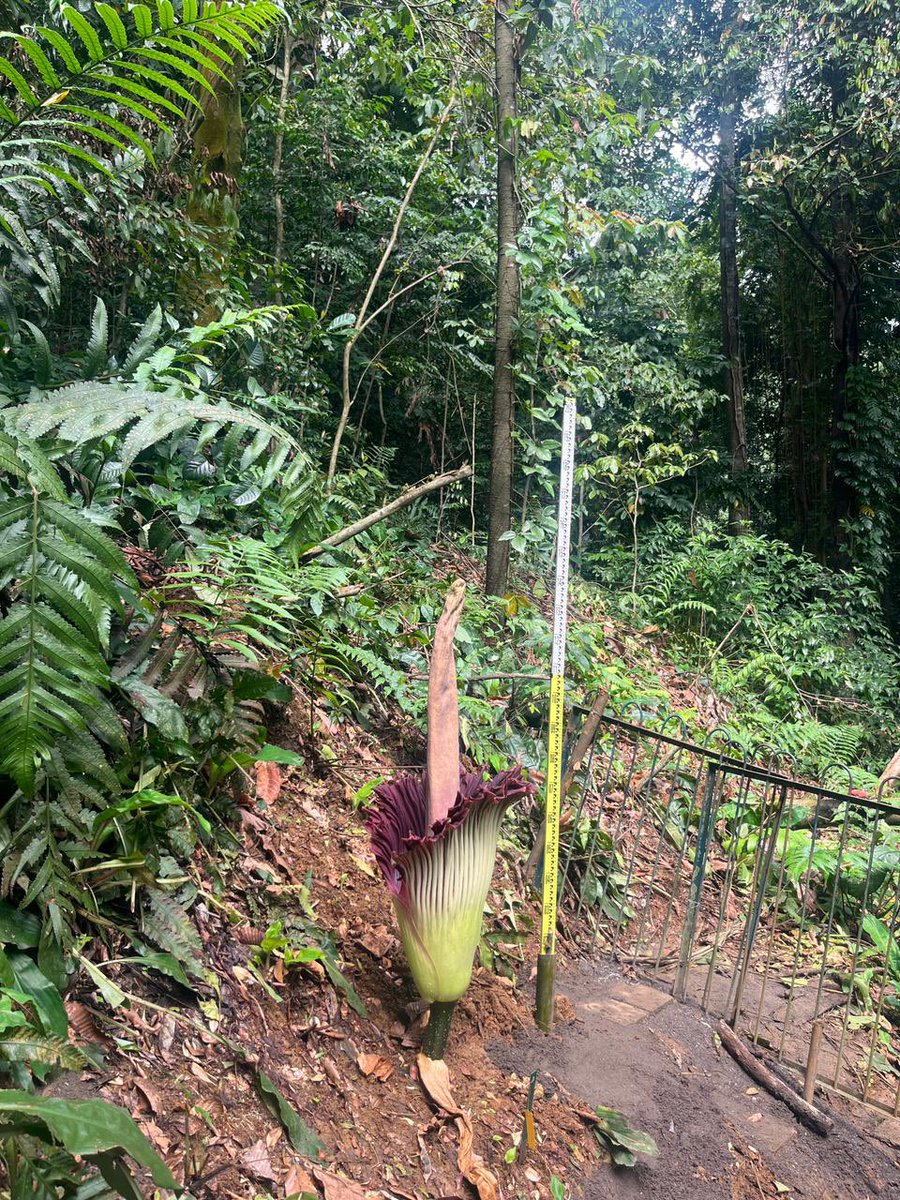 drhaltekehalte's tweet image. Pagi-pagi naik KRL demi bisa melihat Bunga Bangkai Raksasa mekar di Kebun Raya Bogor
