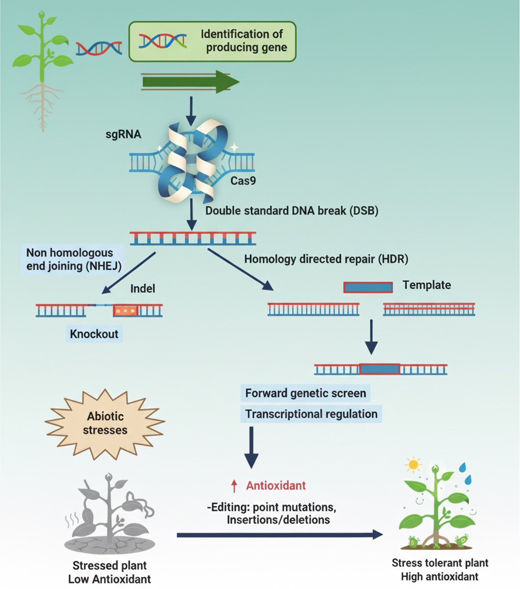 PlantTrends's tweet photo. How can genetic and metabolic engineering approaches be used to enhance key antioxidants required for plant defense with stress resilience?@PlantTrends 📎https://t.co/6A5NhwJW5W https://t.co/JnMftfoSup