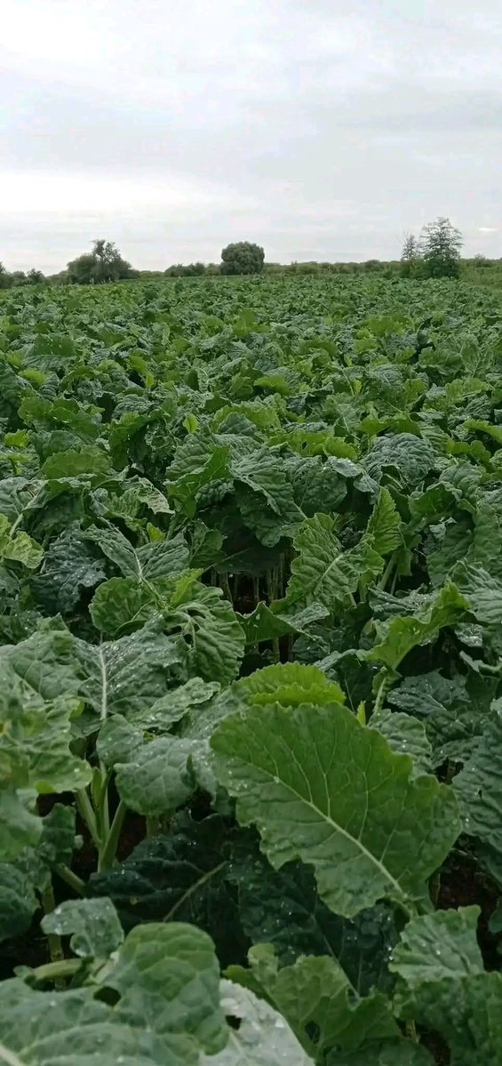 Green 💚💚 money/gold