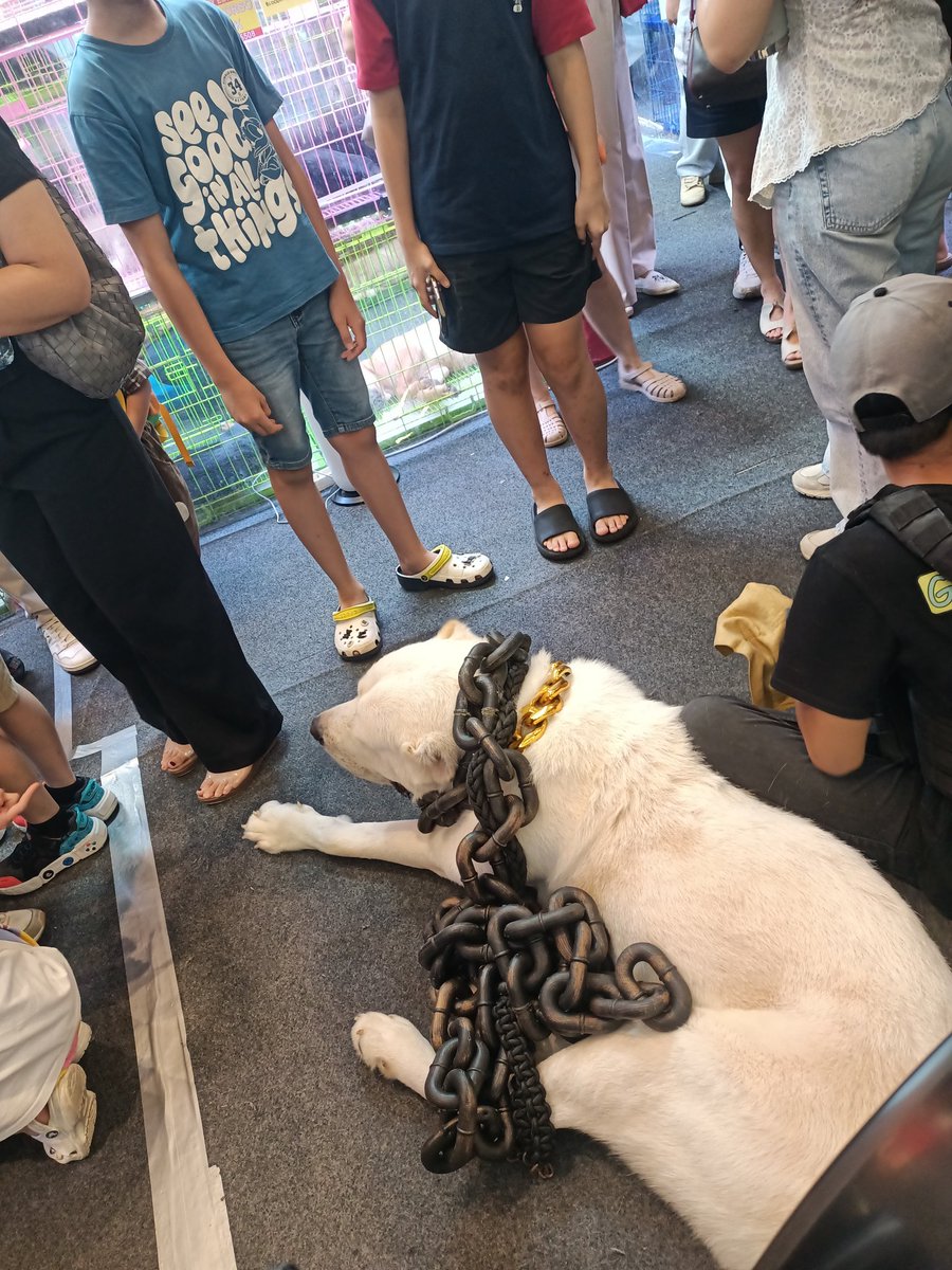 oreocheese99's tweet image. ini bukan anjing tapi ANJING🐕