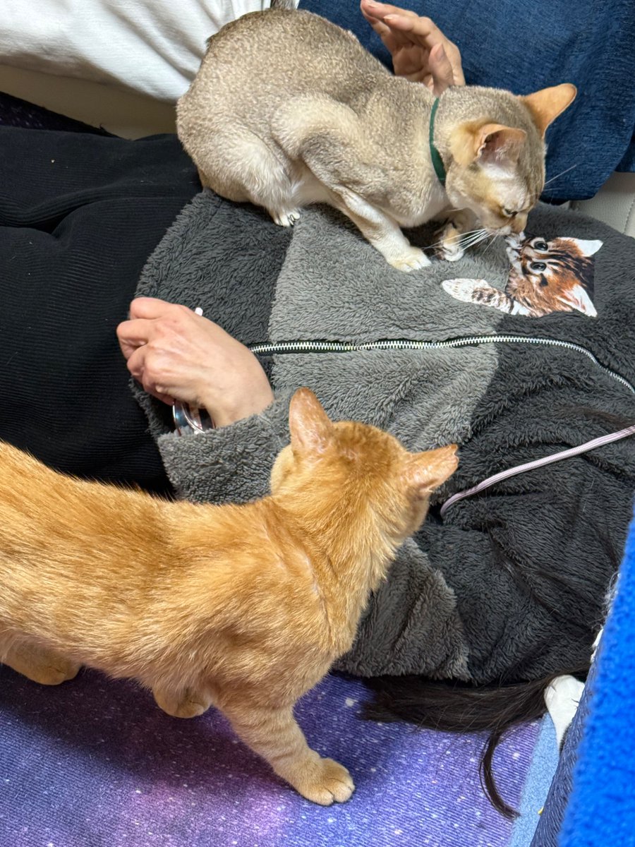 nyacle_neko's tweet photo. 本日貸切特別デー！！
貸切で利用されてる方、猫まみれになってます🤤✨️

13時〜14時
15時〜18時まだ予約空いてますので、公式LINEからお気軽にご予約どうぞ♡ https://t.co/eps3DjuKjN