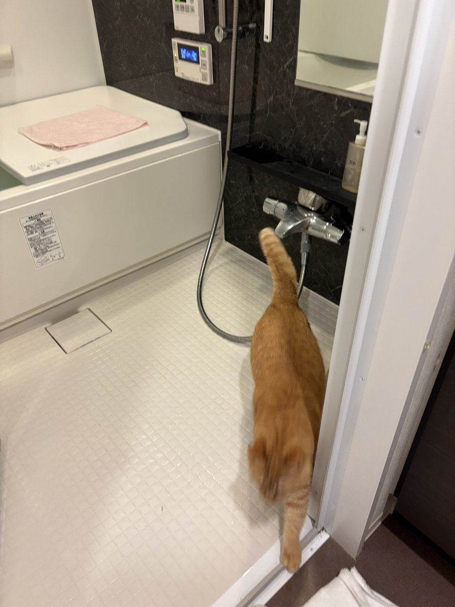 今日は2/6で風呂の日だよね。
こいもちゃん、きてくれるよね。
なぜかニンゲン(父)は二日間連続で猫見風呂出来ていないけど。
きてくれるよね。