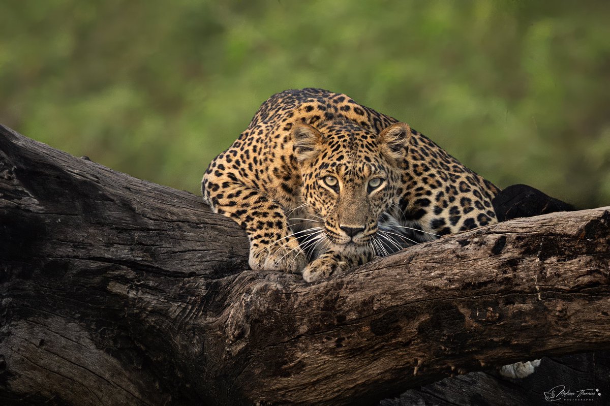 Mohan Thomas tweet media