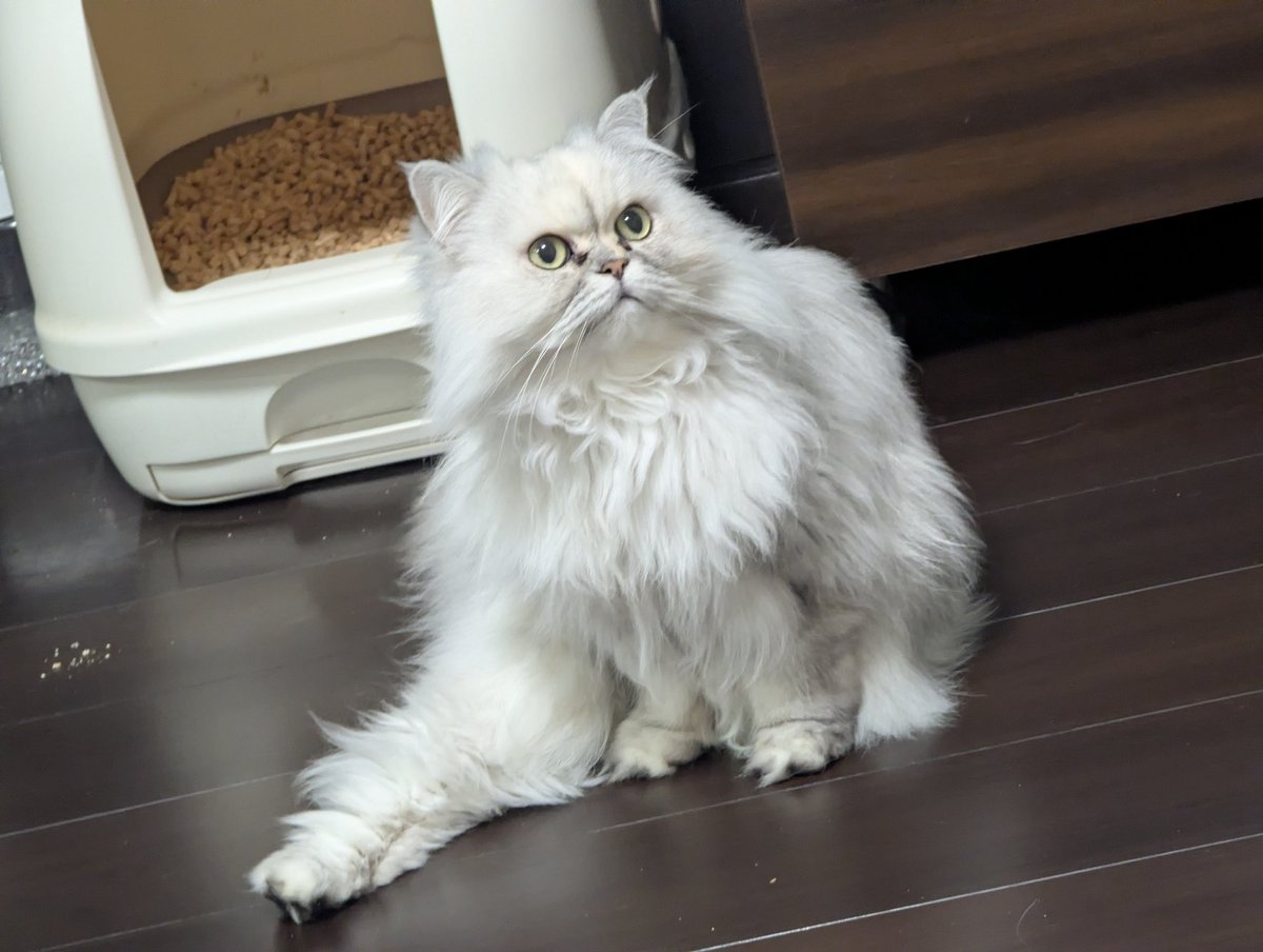 猫流の休めのポーズよ