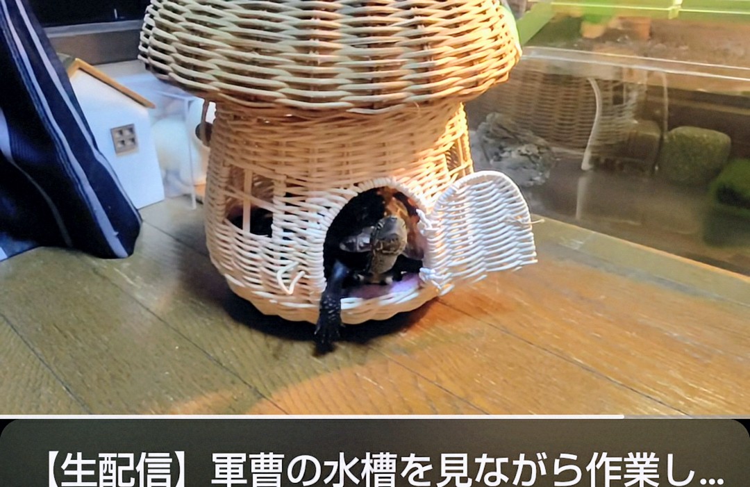 やまねこ♡　他の方はいいね、コメントご遠慮くださいね。 アメチカンのもな@福岡の猫 (@Mh0MLiErcV8E97C) / Posts / X