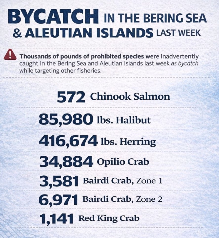 Trawler Bycatch Tracker 🦀 tweet media