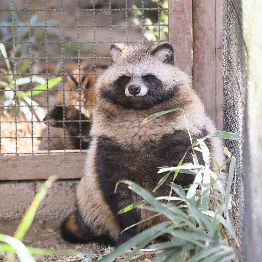 巨大もふもふタヌキの大五郎✨

＃のんほいパーク　＃ホンドタヌキ