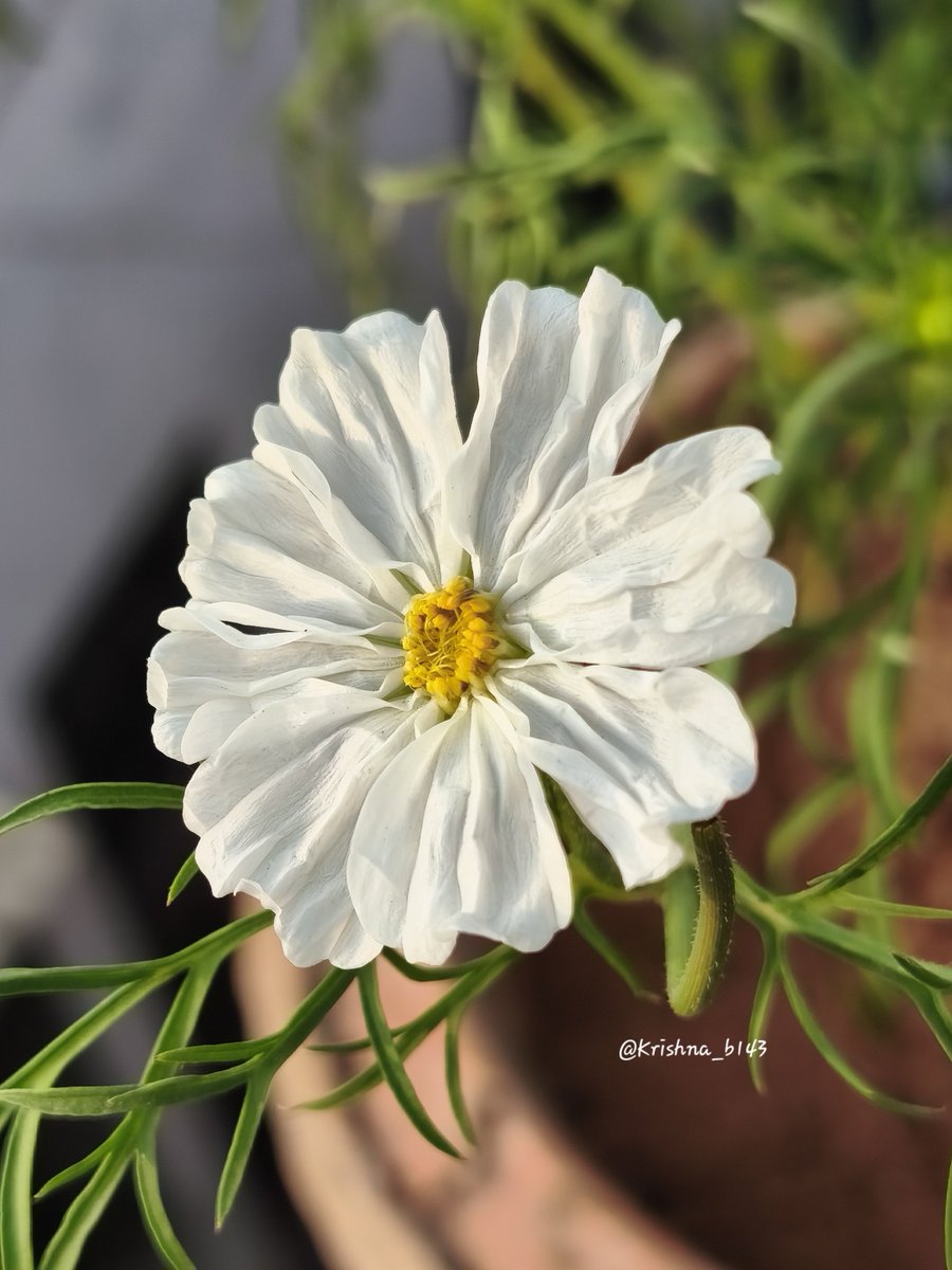 कृष्णा भागडे 🇮🇳 Krishna Bhagade tweet media