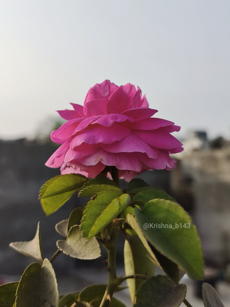 कृष्णा भागडे 🇮🇳 Krishna Bhagade tweet media