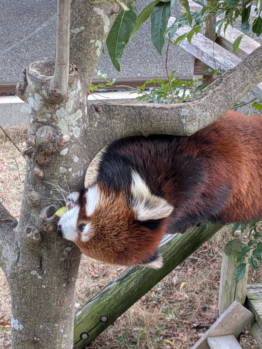 まるで上下反転しているような画像を上下反転させてみました🤭 ※左が