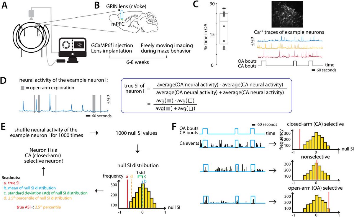 SfNJournals's tweet photo. #eNeuro | Reliable Inference of the Encoding of Task States by Individual Neurons Using Calcium Imaging
https://t.co/LEqY9hjnL8 https://t.co/OrUk2utTWw