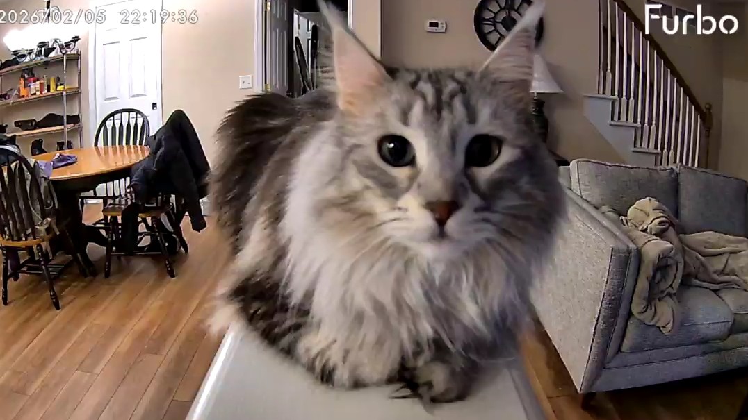 ⏳Attera Nox⌛ (Dracolich VTuber) tweet media