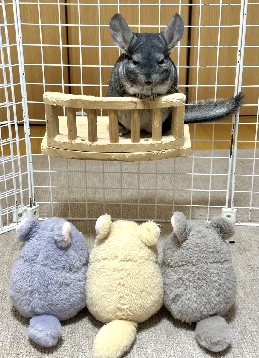 ちーこっこ🐭 (@koyukineko9) / Posts / X