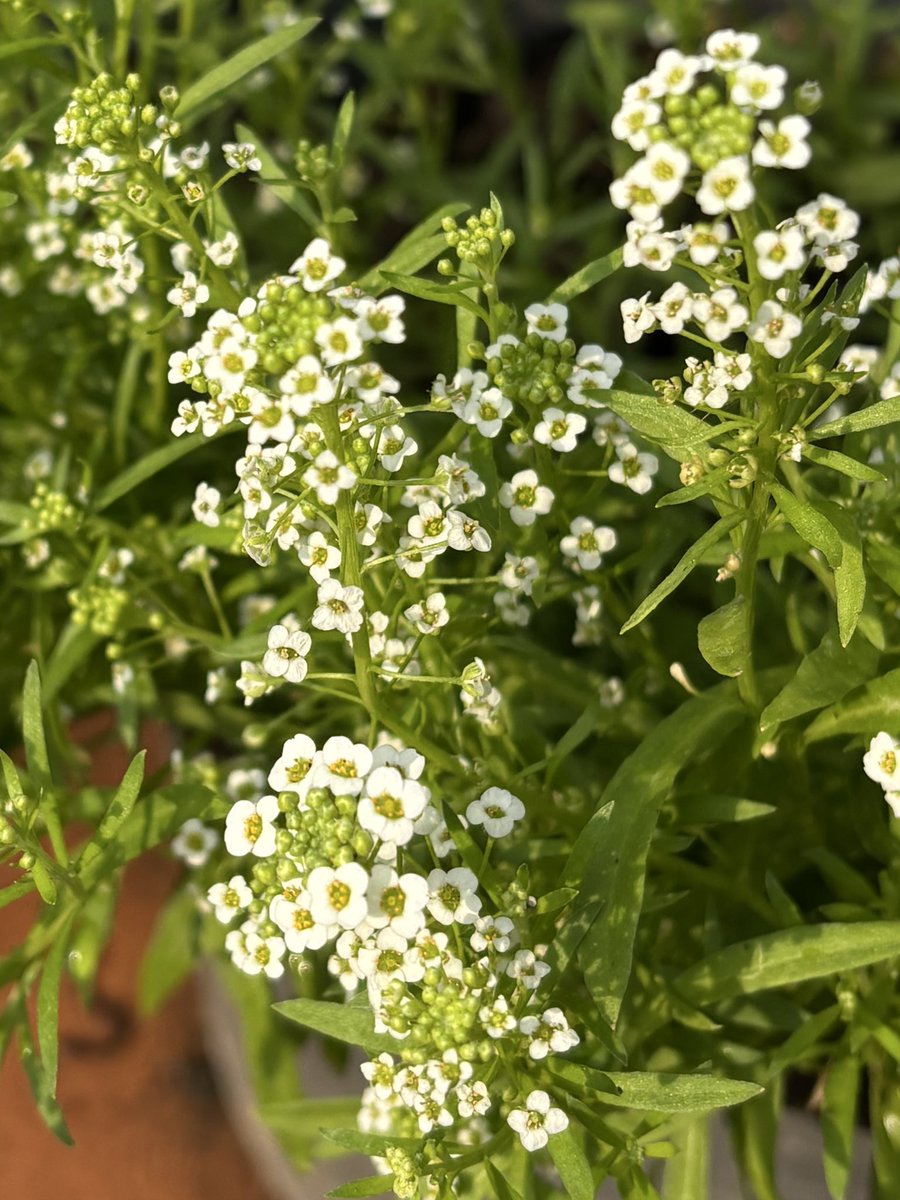 cloversgarden_'s tweet photo. ดอก Sweet Alyssum เริ่มบานกันแล้วค่ะ น้องเป็นดอกเล็กๆสีขาว น่ารักมากกก 🥹 https://t.co/c9nJS9ILDD