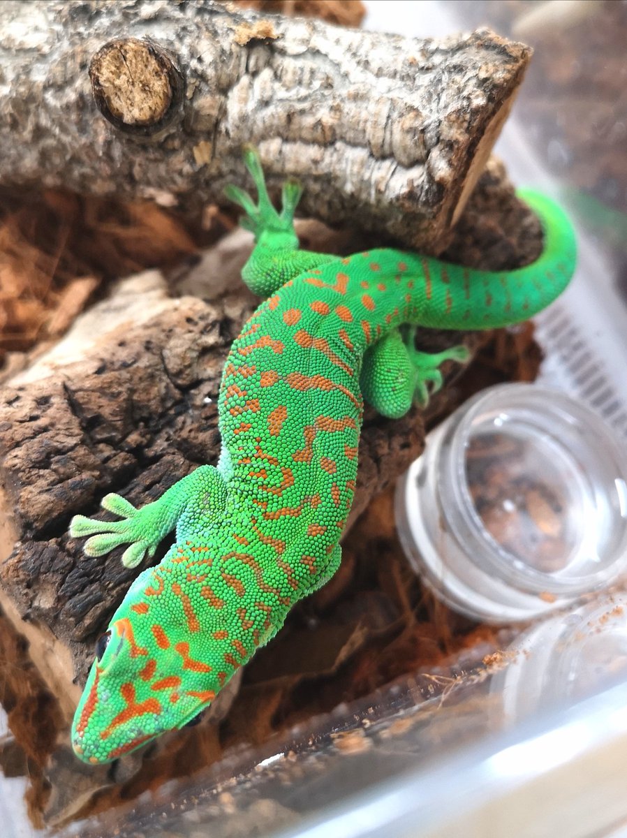 グランディスヒルヤモリ