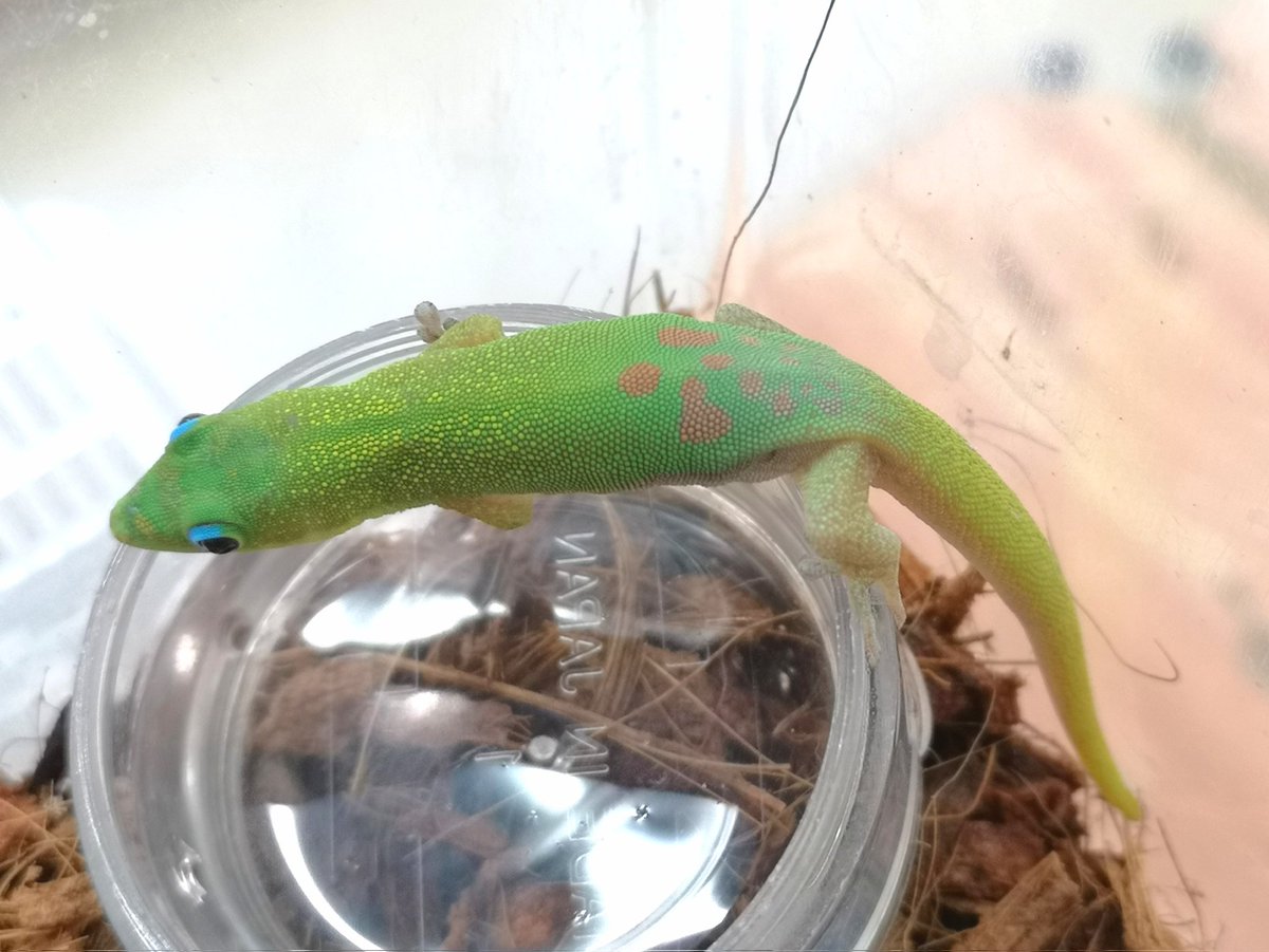 新着生体‼️ 完売しておりましたヒルヤモリが入荷しました