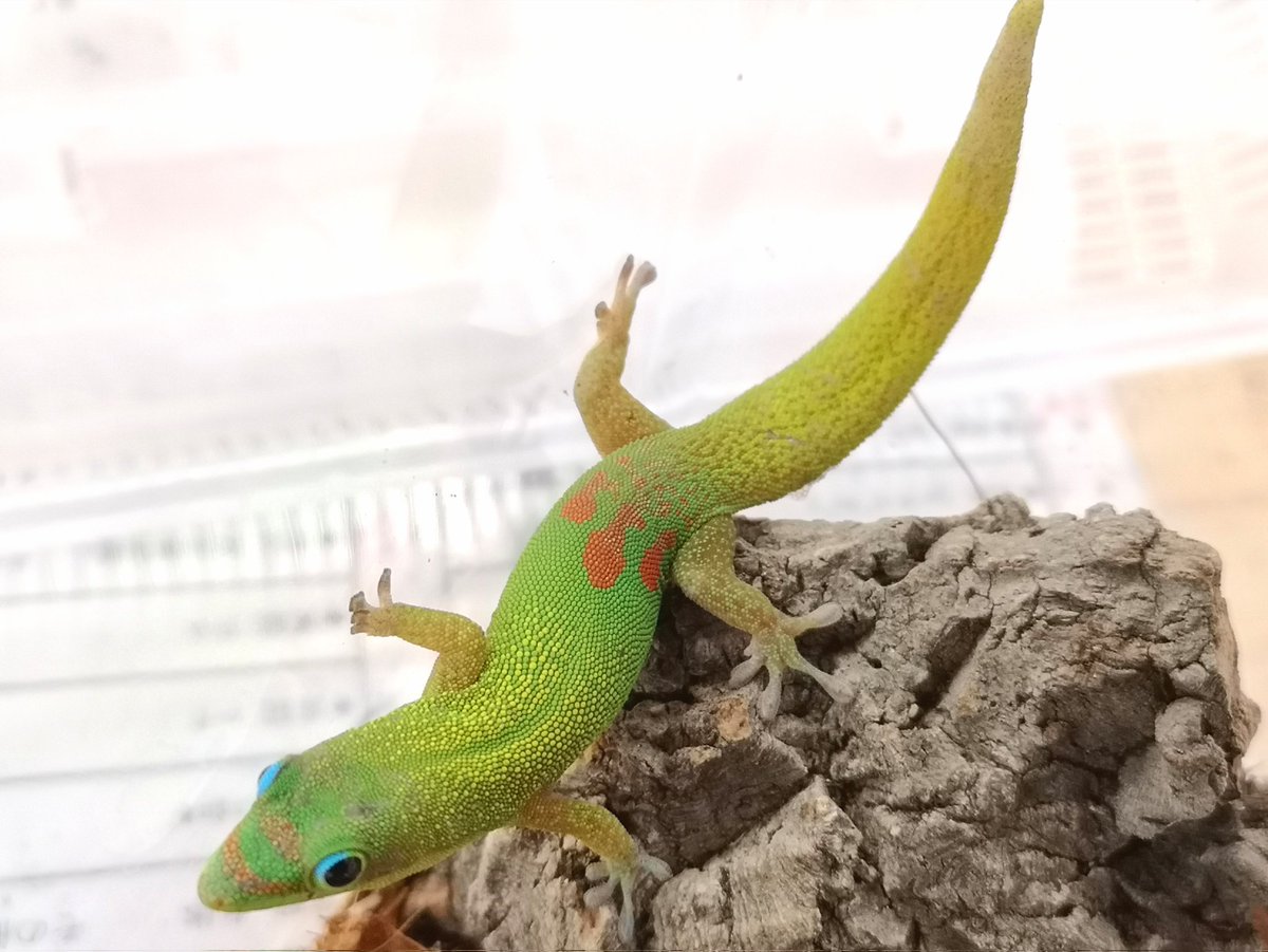 新着生体‼️ 完売しておりましたヒルヤモリが入荷しました