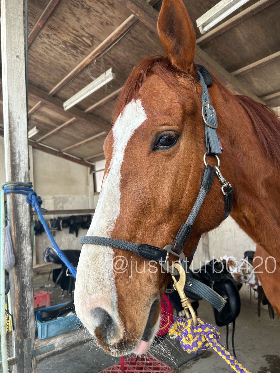 GOGOターボさん（ジャスティンターボ） (@justinturb0420) / Posts / X