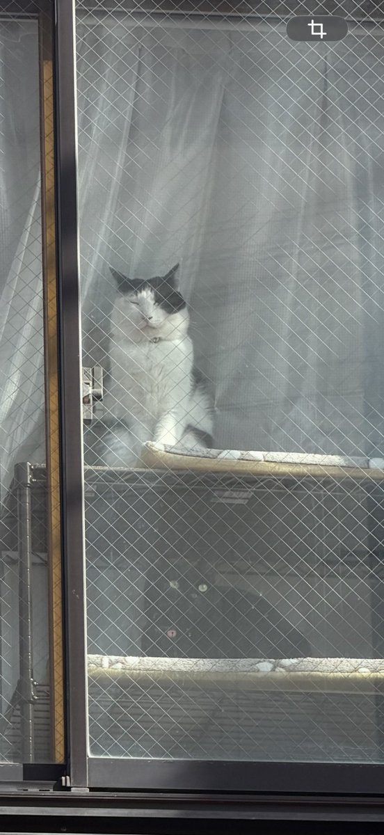 今日もポカポカ♨️ニャルソック
午後から寒くなってくるみたい…
今のうちに思う存分日向ぼっこして🙌
あまりの気持ち良さに立ち寝してるね💤