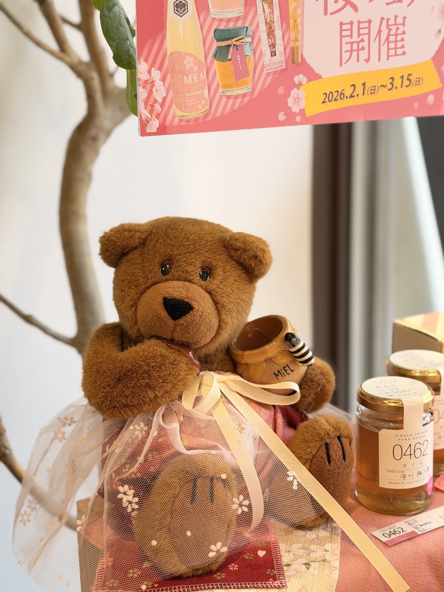 桜フェア開催中の ミールミィ三条本店の くまちゃんの装いが春で可愛い