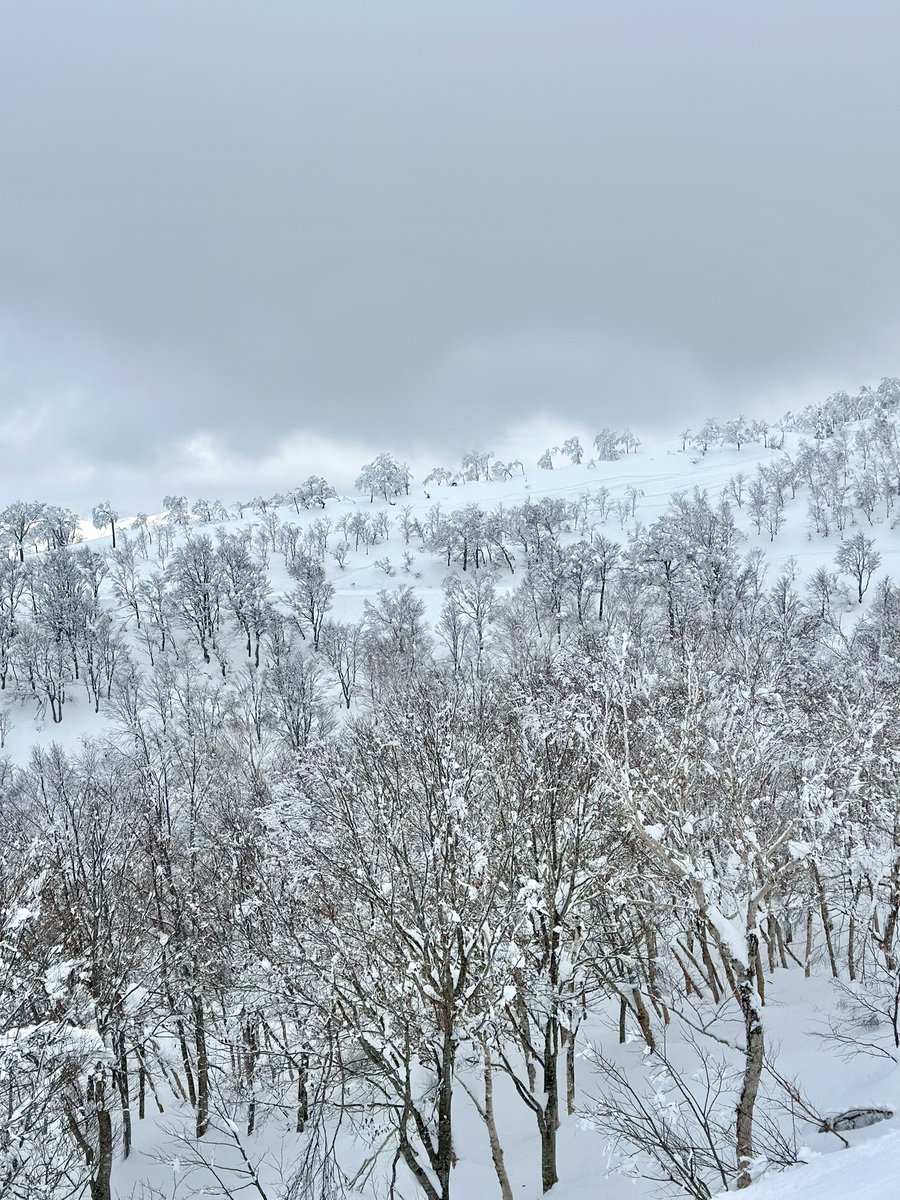 RiepyonWorld's tweet photo. 昨日ベースは気温高かったけど、山頂はもちろんマイナスで、脇パウ残ってたし大満足！ただ肩をやっちまったんだな。夜もズキズキしてたし、上がらない😇 https://t.co/PdXsIqXMk4