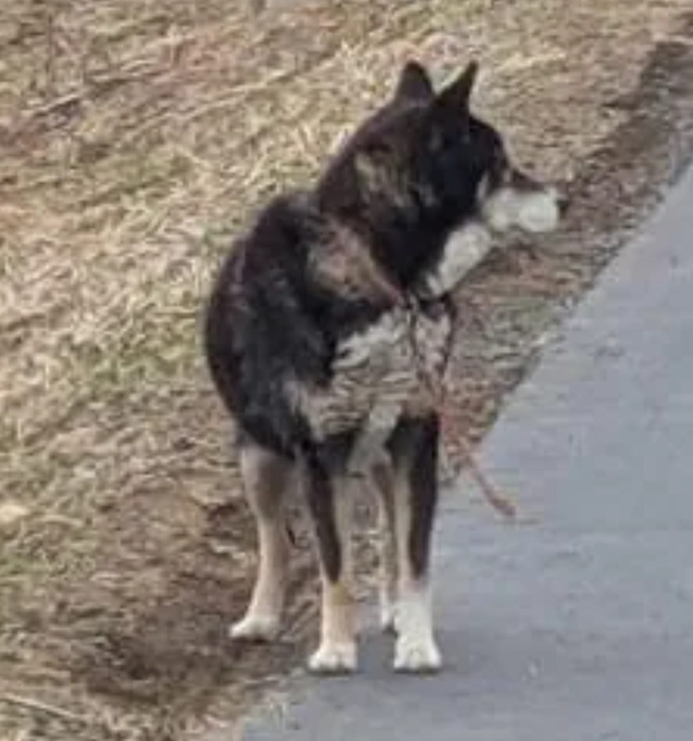🐶目撃情報 #茨城県迷子犬 #茨城県 #茨城町 #切れたリード 千切れた