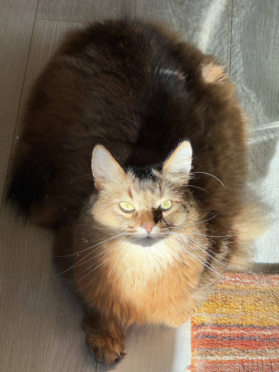 輝きの猫

顔ちっちゃいねぇ