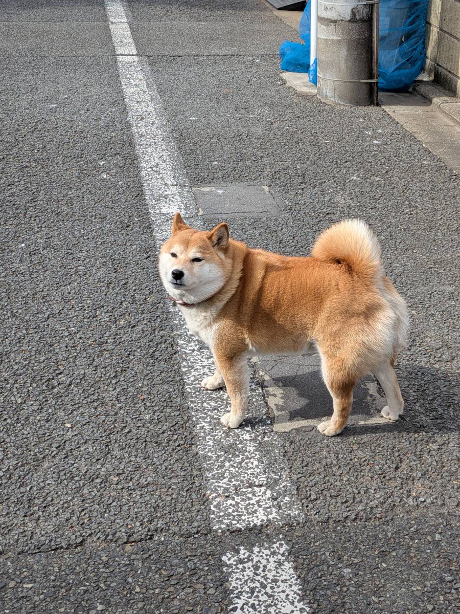 kagayaki4kids's tweet photo. #成増スコープ
旭町に迷い犬が。飼い主さんのもとに帰れると良いのですが。
※なりますチャットにて教えて頂きました。 https://t.co/6P2QAgB1fi