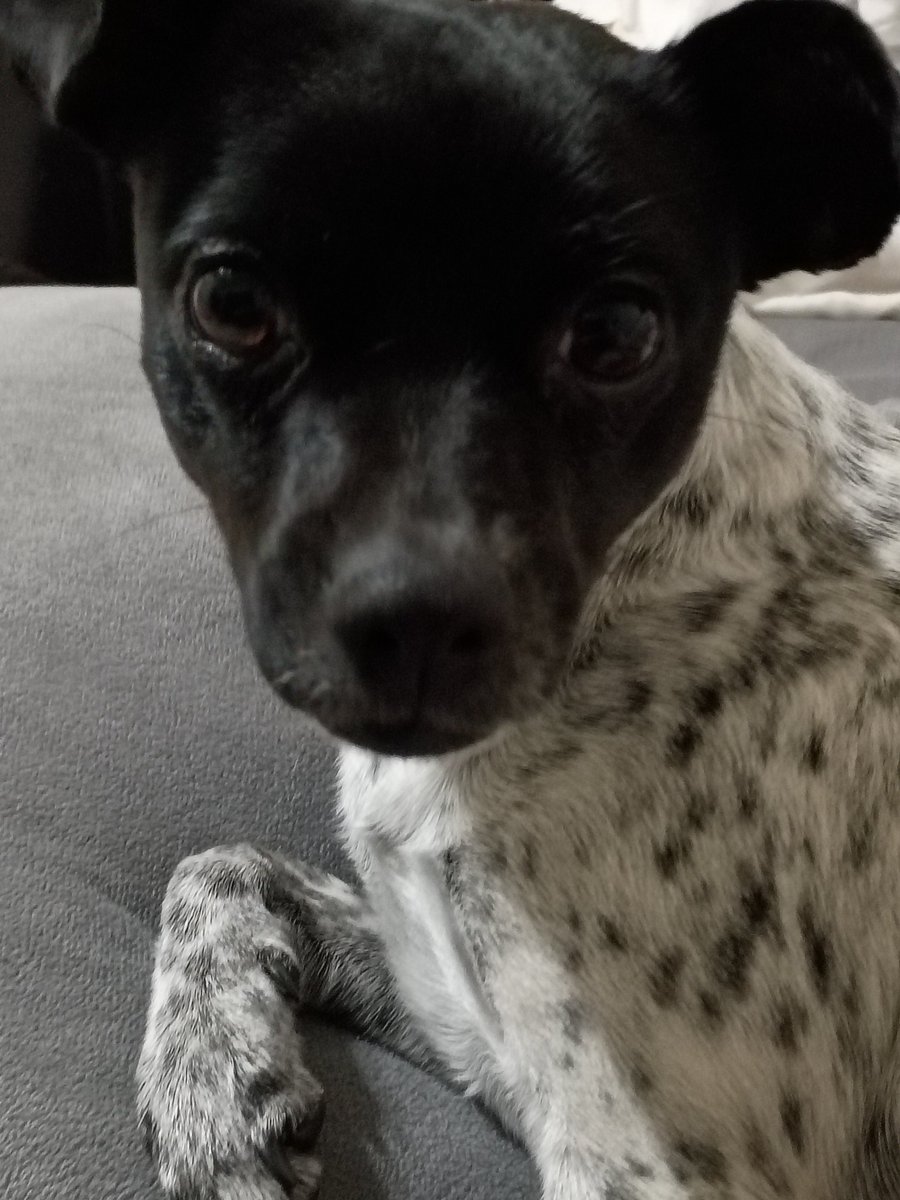 This precious little girl showed up at the school I work at. No one claimed her for a couple days. I fell in love, she's so sweet. SO, guess who is a new part of our patriot family? Meet our new baby girl. Boys definitely out number the girls in our home but this helps. 5 to 3