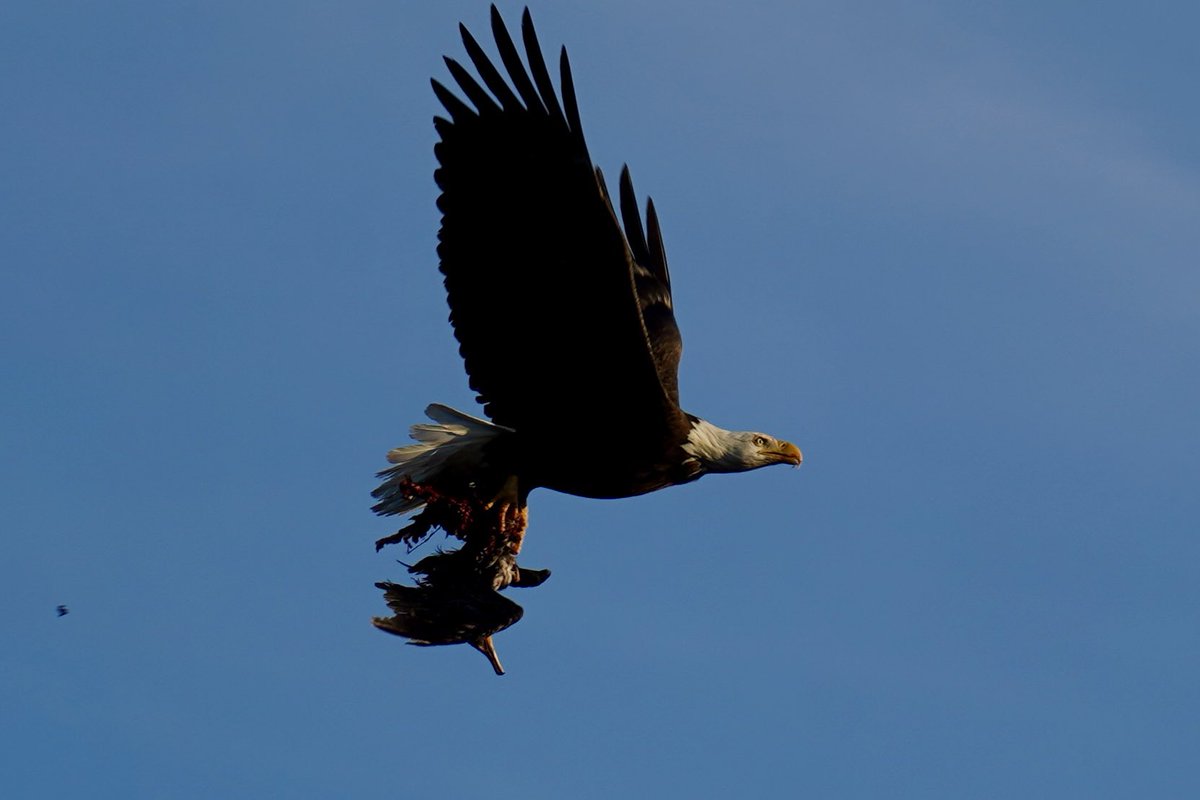 Isaac Peugh 🎥 tweet media