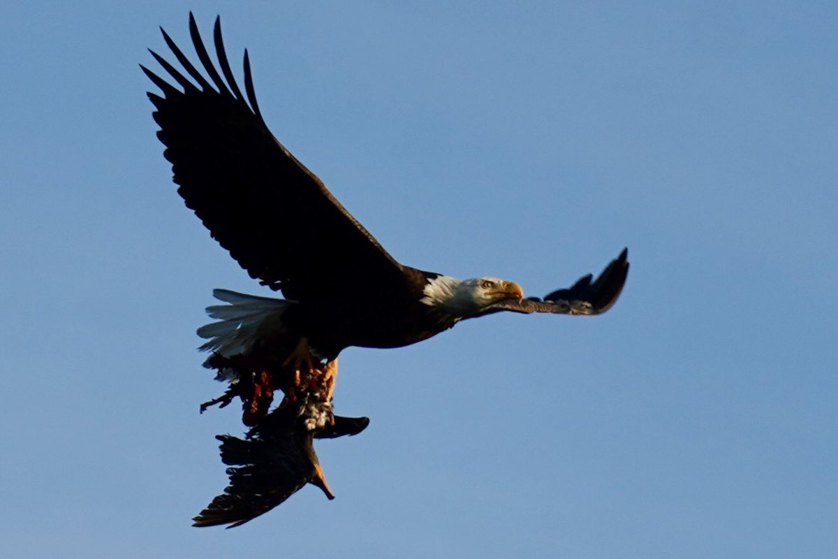 Isaac Peugh 🎥 tweet media