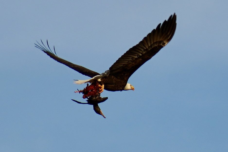 Isaac Peugh 🎥 tweet media