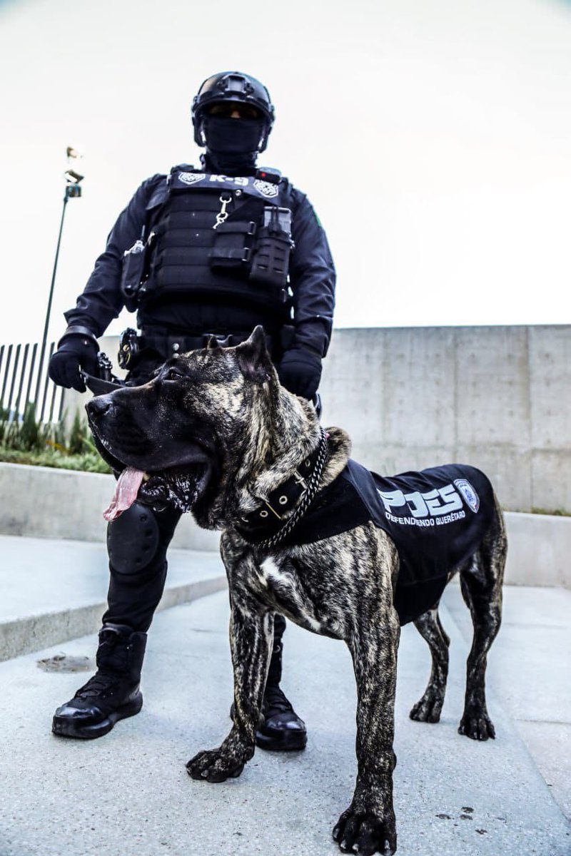 IovanPH's tweet photo. Disciplina, instinto y lealtad al servicio de la seguridad.

Nuestros ejemplares de @POESQro no solo acompañan a los compañeros del grupo lobos 🐺 : multiplican sus capacidades, detectan lo que otros no ven y actúan con precisión en los escenarios de mayor riesgo.

Cada binomio K9 representa preparación, valentía y una respuesta táctica decisiva para proteger a las familias y mantener el orden en Querétaro.