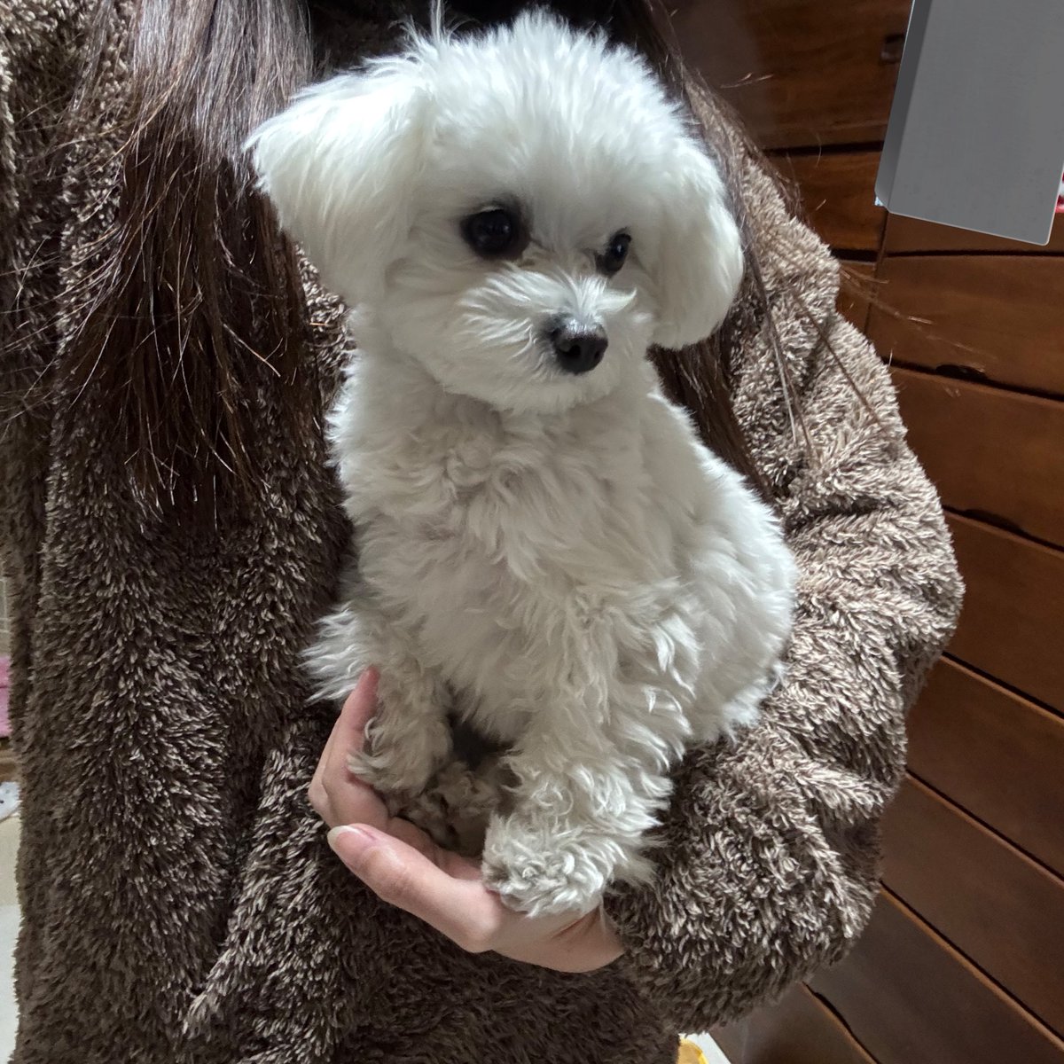 ふわふわないぬ tweet media