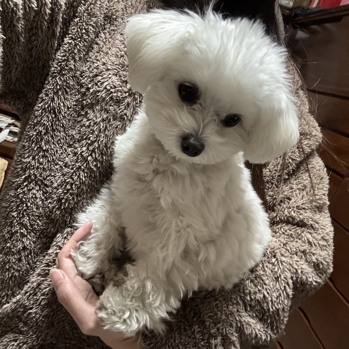 ふわふわないぬ tweet media