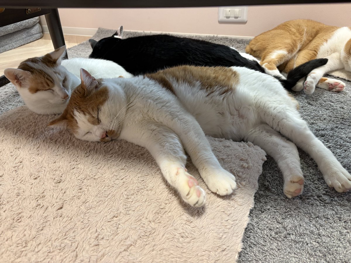 Post by 譲渡型保護猫Cafe あおねこ(新潟県田上町) on X: ホカペ族