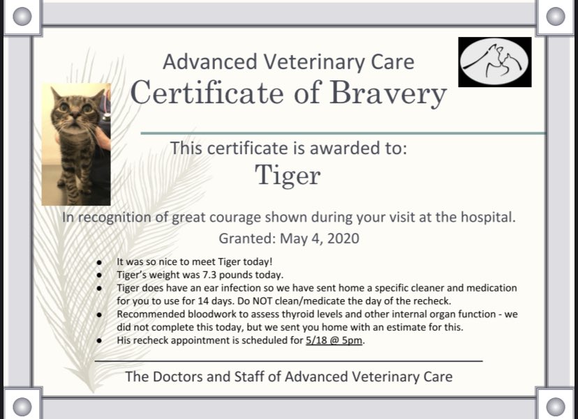 baldharryy's tweet photo. @watchinwisteria glad my boy is getting some love 🥰 his name is tiger, it was tiger lily until they went to spay him &amp; found (tiny) male anatomy. he had extra toes on his front paws. one time he jumped from our 3rd floor balcony &amp; was completely fine. he was a little freak &amp; i miss him 💕 https://t.co/pAC12c5HJG