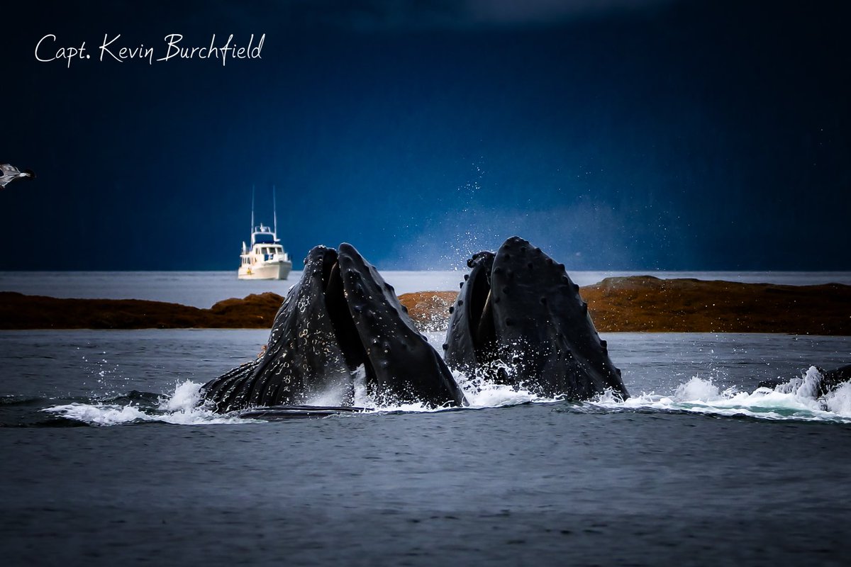 lostinalaska's tweet image. 🐋 The whales are calling!

Cruise-friendly whale watching in Juneau — just minutes from the dock.

👉 Book today: lostinalaskaadventures.com

#AlaskaCruise

#AlaskaCruiseExcursions

#AlaskaCruiseLife

#CruiseAlaska

#AlaskaCruiseTips

 #JuneauAlaska

#JuneauCruise