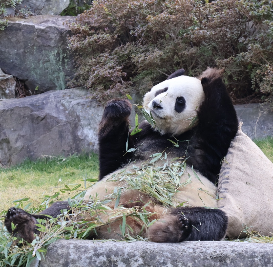 ちーじー🐼🌼 (@mutasokj) / Posts / X