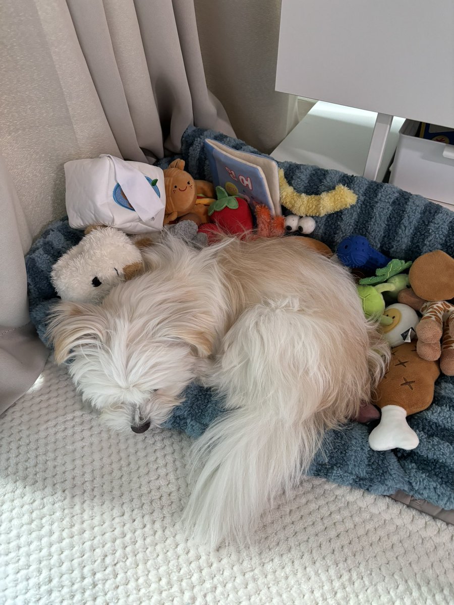 Noopppp_y's tweet photo. 인형들과의 동침 여전히 아랑합니다.. 
좁아보여서 제가 치워준것뿐. ....
사진찍을라고 장난감 내려놓자마자 복다닥 가서 저러고 자리지키는 강아지 https://t.co/YjkRB76LC4