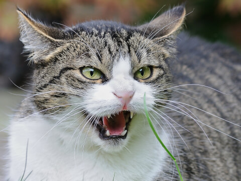 Pet_pedia's tweet photo. 猫の威嚇というと「シャー」という声が印象的ですが、それ以外にもいろいろ威嚇の仕方があります。

そして、威嚇の理由も怒っているからというよりも、怖い、不安などの気持ちの表れであることも🐈

本記事では��なぜ猫が威嚇するのか理解と対処法をご紹介します☺ 

https://t.co/BJlqa928mD https://t.co/3Iuq4N0lZw