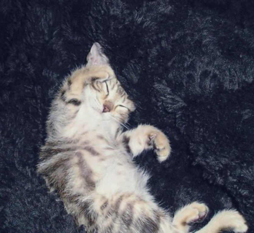 Kitty addition (mochi)

My Idol’s cat                    My cat 

#BYLSelcaDay 

#BuildJakapan #Beyourluve <a href="/JakeB4rever/">BIU.</a>