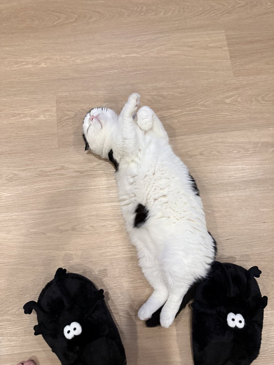 ข้อดีของการเลี้ยงแมวคือต่อให้ทำงานเหนื่อยชิบหายแค่ไหน แต่ถ้าหันไปเจอแมวนอนท่านี้ ทุกอย่างคือ0 มันเท่ากับเราเลี้ยงเขาโคตรดีเลยอะ จนมันสบายใจได้ขนาดนี้