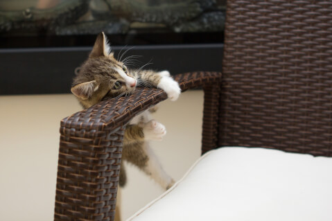Petpedia_neko's tweet photo. ＼ 子猫のお留守番の気を付けポイント ／

🐱 まずは3時間程度から
🐱 人・音の気配をさせておく
🐱 室温は25～28℃に保つ
🐱 飲み水は切らさない（ひっくり返せない器にする）

など、本記事では子猫のお留守番訓練から注意点までをまとめました！  

https://t.co/qM35N9r3F4 https://t.co/LuKQPRXXrv
