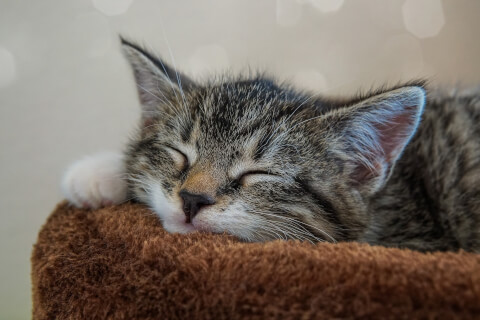 Petpedia_neko's tweet photo. ＼ 子猫のお留守番の気を付けポイント ／

🐱 まずは3時間程度から
🐱 人・音の気配をさせておく
🐱 室温は25～28℃に保つ
🐱 飲み水は切らさない（ひっくり返せない器にする）

など、本記事では子猫のお留守番訓練から注意点までをまとめました！  

https://t.co/qM35N9r3F4 https://t.co/LuKQPRXXrv