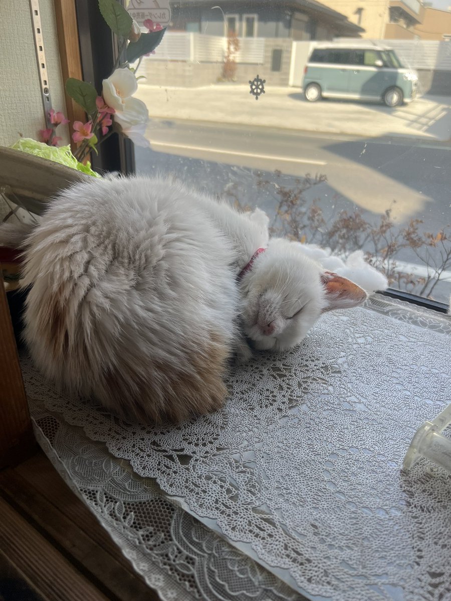 コンちゃんお昼寝中💤