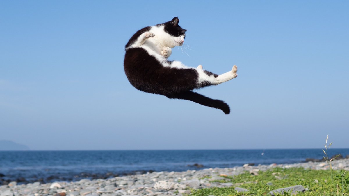 「ハチワレ猫は仮面ライダーになりたい」season1
「らいだああああぁぁぁぁぁきーーーーっく！！！」